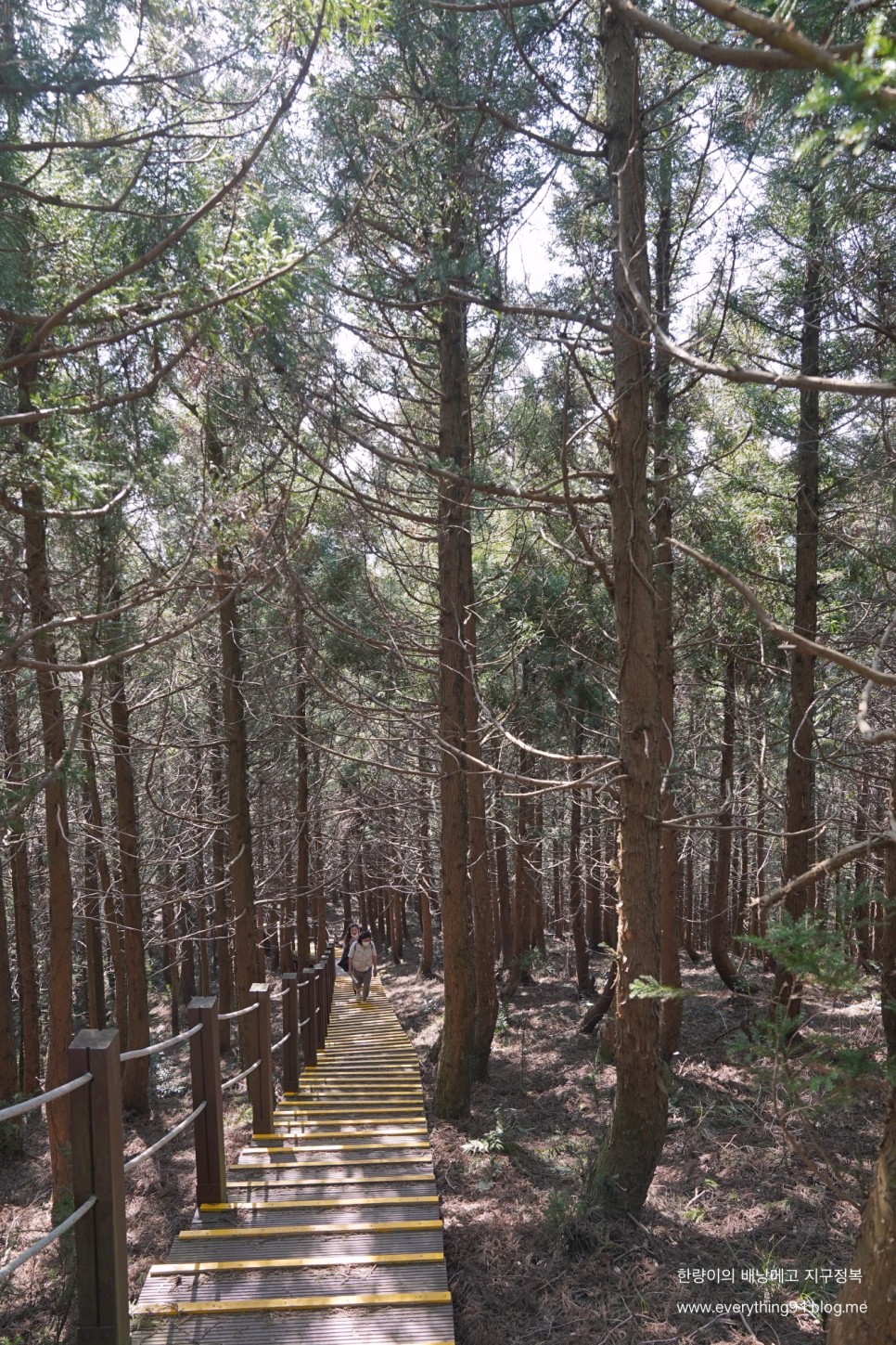 제주도 거문오름 탐방 예약하기