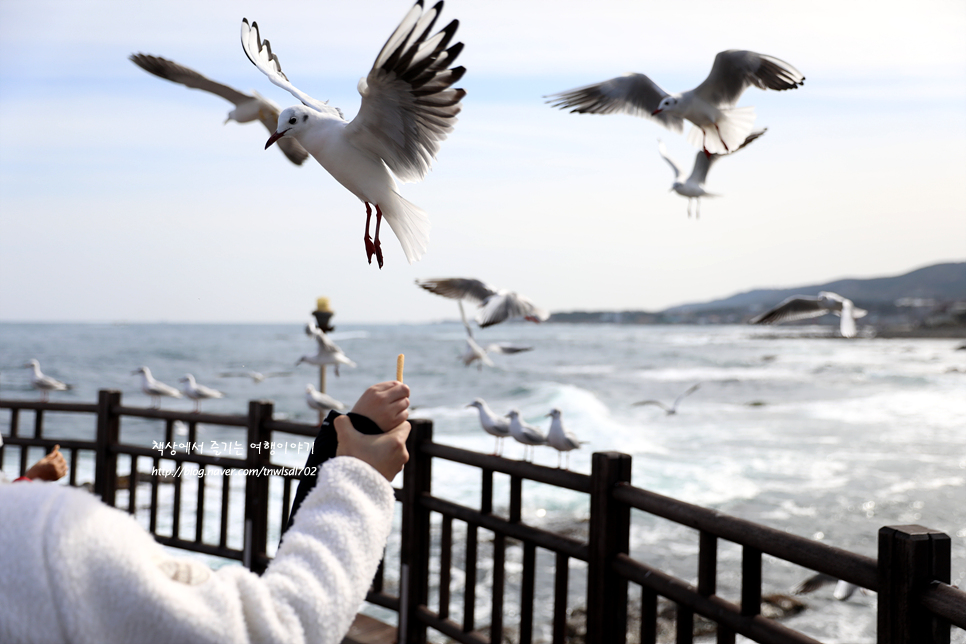 포항 호미곶 상생의손 해맞이광장 국내 바다여행