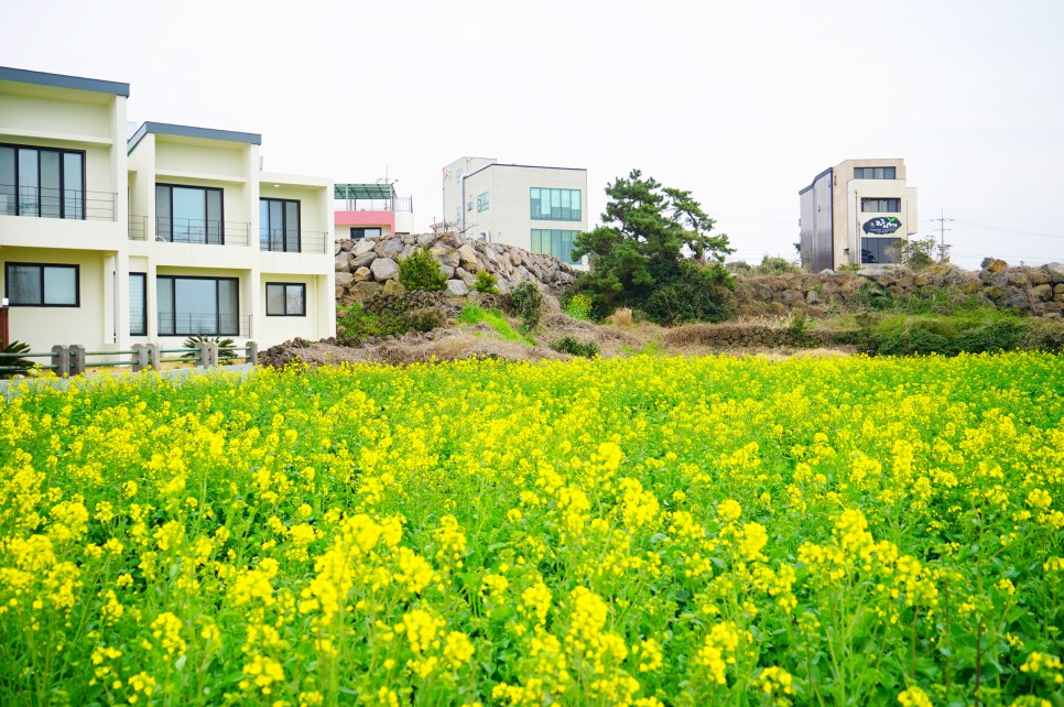 제주도 유채꽃 시기 & 명소 제주 산방산 유채꽃 풍경(주소)