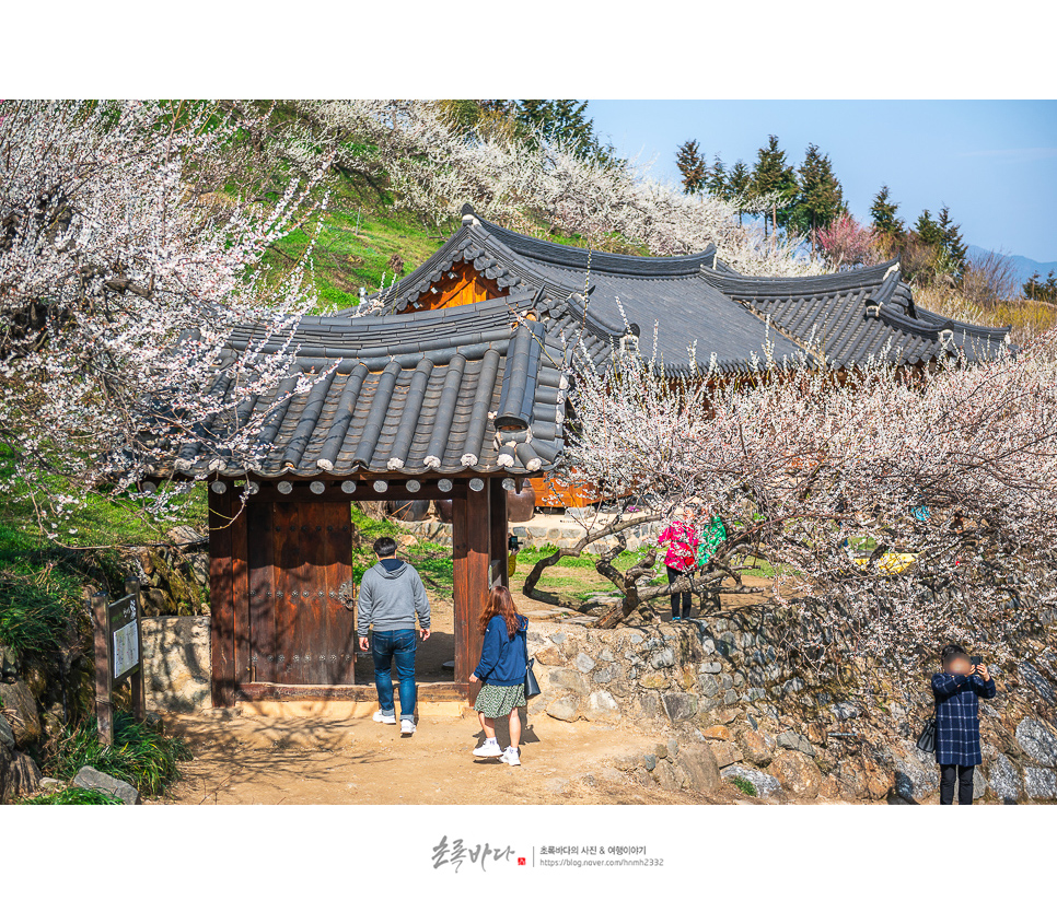 광양 매화축제 취소지만 광양매화마을 봄나들이