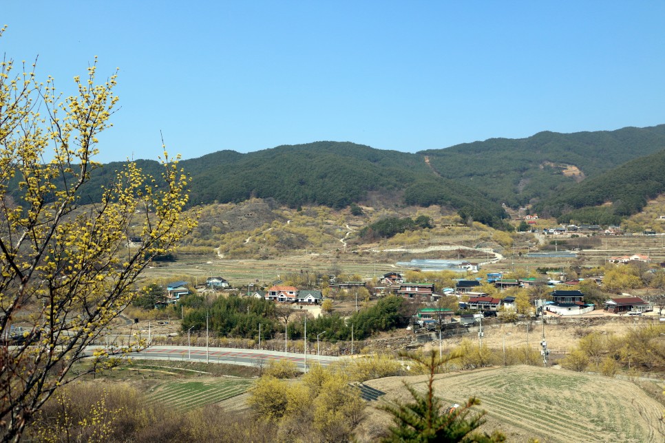 구례 산수유마을 꽃축제는 취소돼도 봄향기는 가득해요