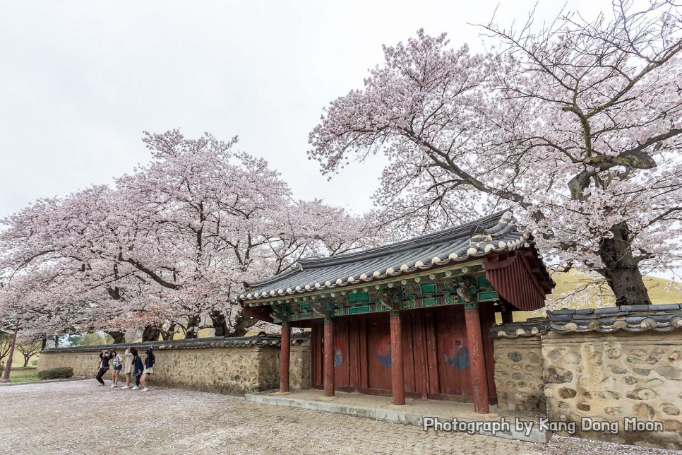 경주 가볼만한곳 대릉원 벚꽃 시즌엔 더 좋은 경주여행코스