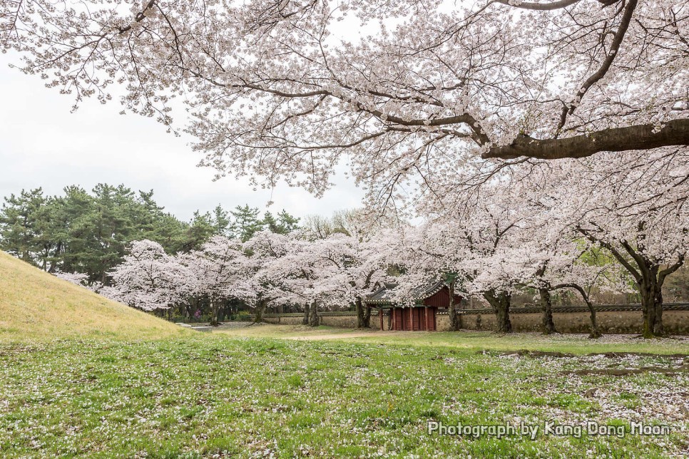 경주 가볼만한곳 대릉원 벚꽃 시즌엔 더 좋은 경주여행코스