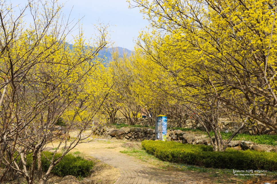 구례 산수유마을 실시간 3월11일 정보 (ft. 산수유꽃축제는 취소)