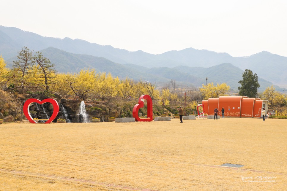 구례 산수유마을 실시간 3월11일 정보 (ft. 산수유꽃축제는 취소)