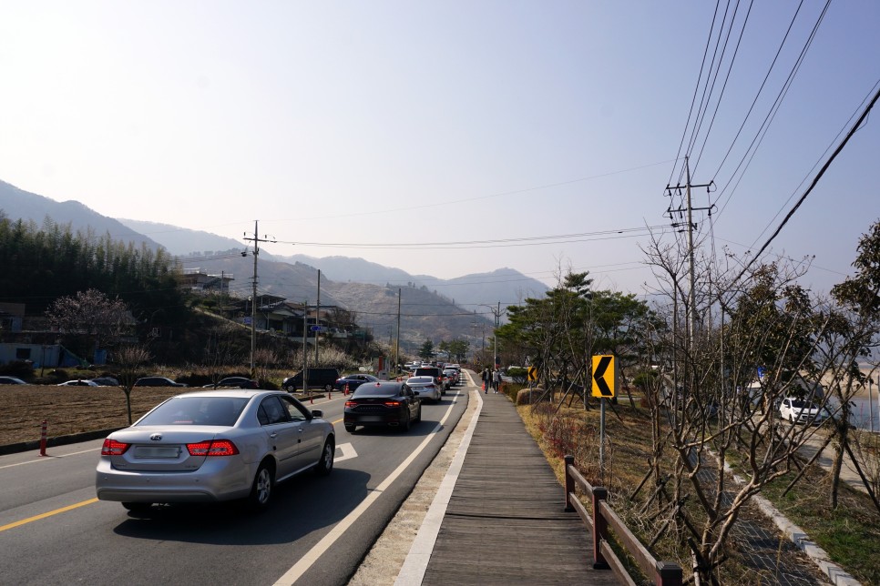 광양 매화마을 축제는 취소됐지만 매화꽃은 활짝 폈어요