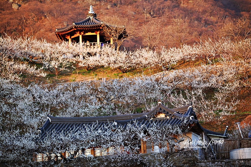 전라도여행 광양 매화마을과 꿈속 같은 구례 산수유마을