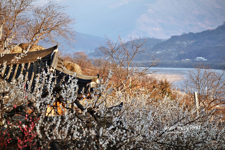 전라도여행 광양 매화마을과 꿈속 같은 구례 산수유마을