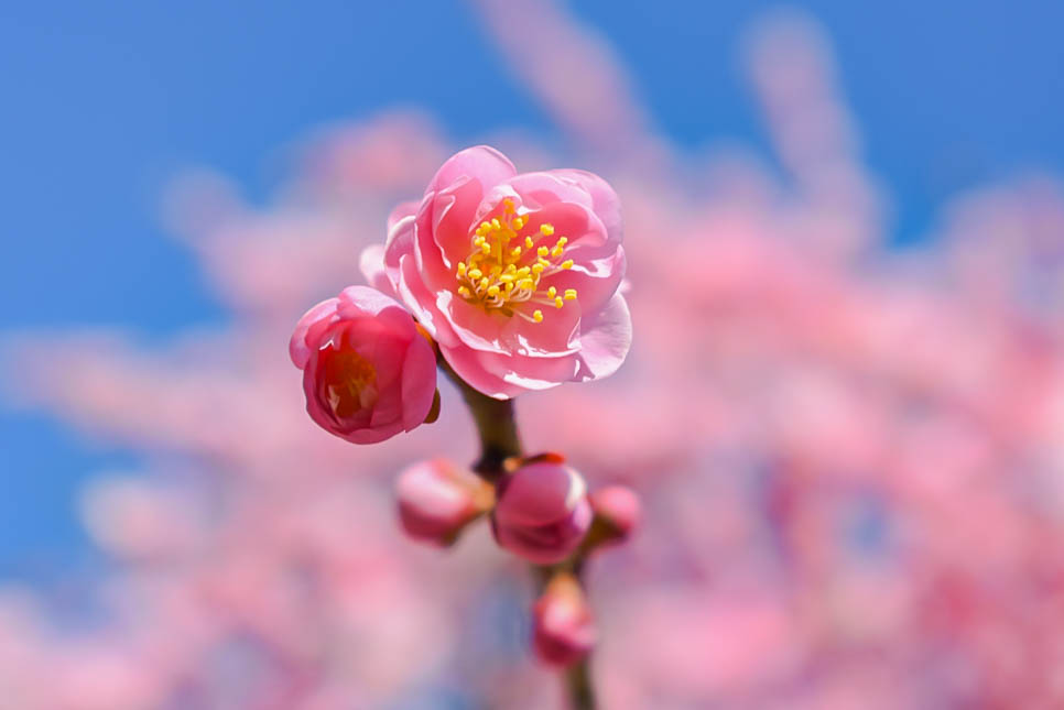 꽃피던 봄에 다녀왔던 일본 관광지 야마구치 랜선여행