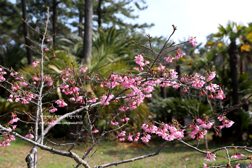 3월 제주도 가볼만한곳 제주 한림공원 꽃 수목원