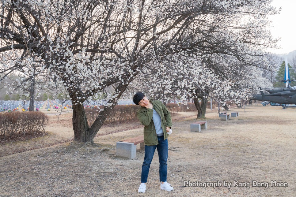대전 현충원 벚꽃 명소 대신 매화 2021벚꽃개화시기는 3월말 4월초