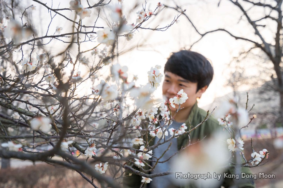 대전 현충원 벚꽃 명소 대신 매화 2021벚꽃개화시기는 3월말 4월초