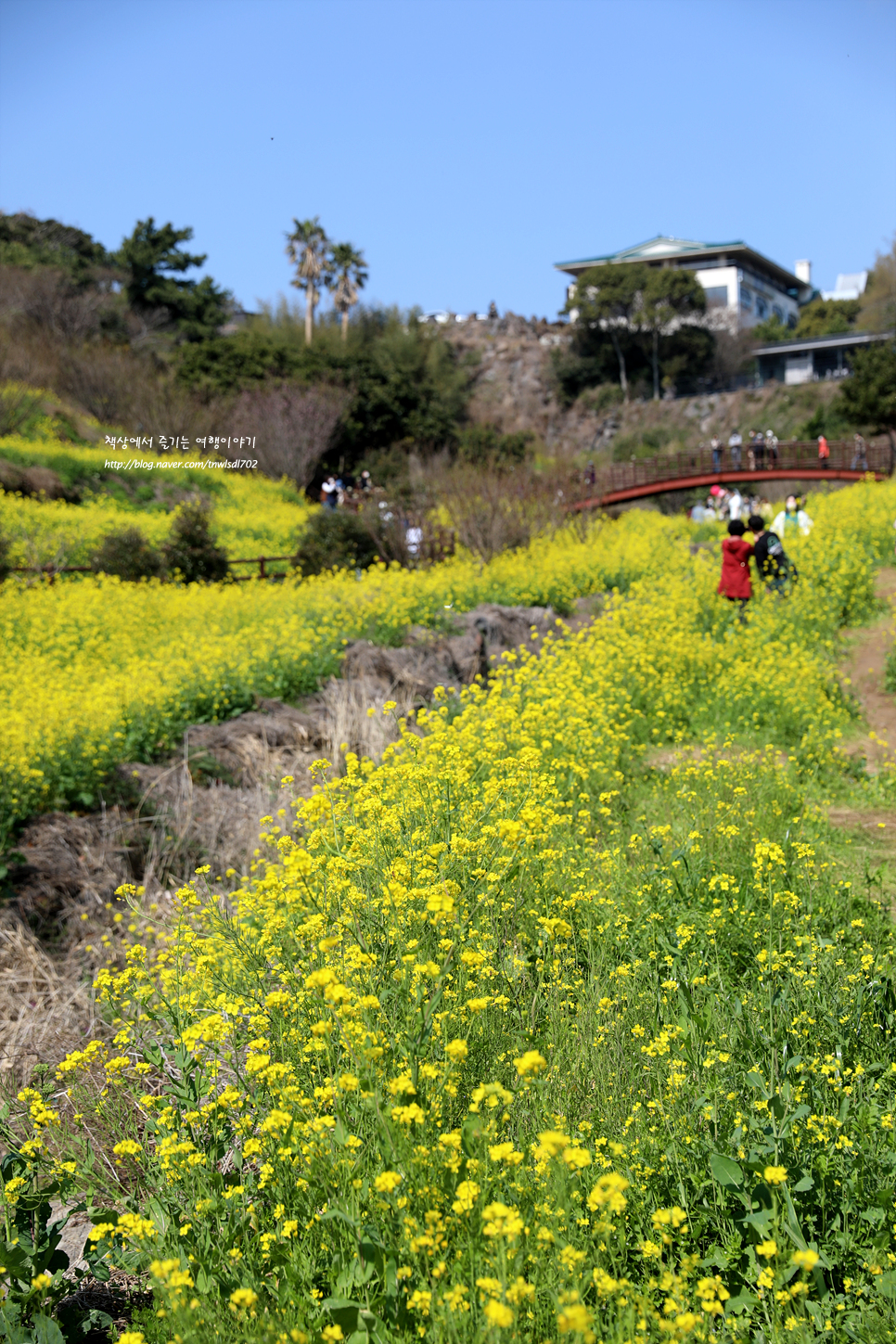 제주도 유채꽃 제주 엉덩물계곡 제주꽃 천국 실시간