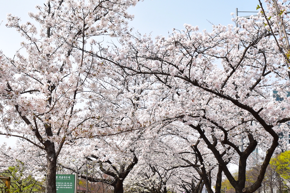 2021 벚꽃 개화시기 여의도 축제 경주 가고 싶다