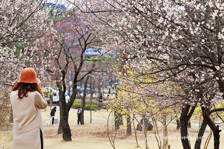 국내 여행지 3월 매화 개화시기 맞춰 대전 동춘당 주말나들이