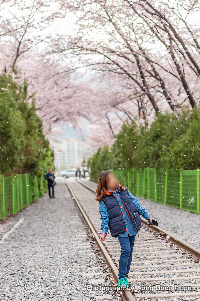 경남 가볼만한곳 진해 경화역 벚꽃 3월 4월 사이 꽃구경 명소