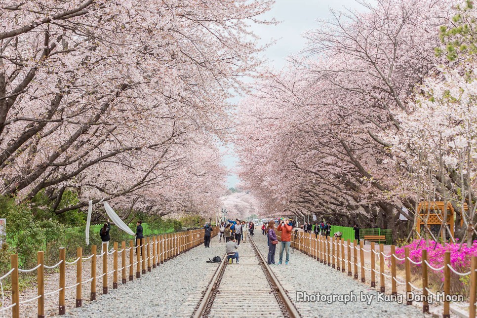 경남 가볼만한곳 진해 경화역 벚꽃 3월 4월 사이 꽃구경 명소