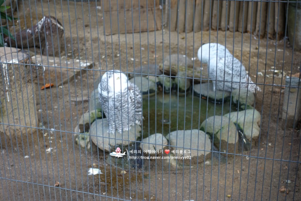 도쿄여행 우에노공원 우에노동물원에서 만난 동물친구들
