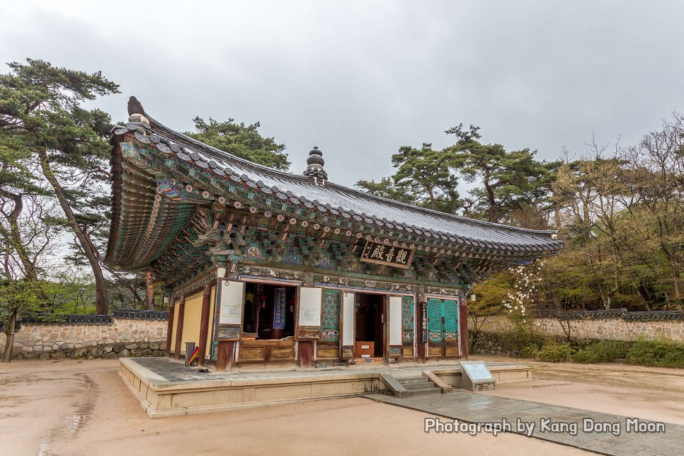 경북 가볼만한곳 경주 불국사 벚꽃이 예뻐 꽃구경 가기 좋아