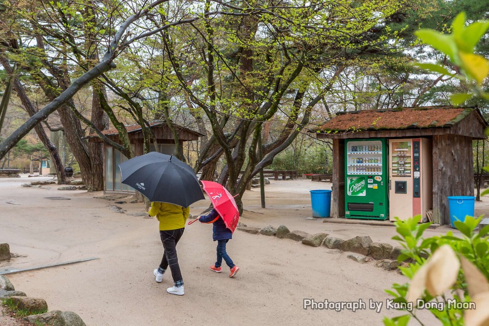 경북 가볼만한곳 경주 불국사 벚꽃이 예뻐 꽃구경 가기 좋아