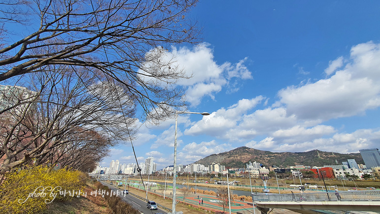 서울 데이트코스 중랑천 벚꽃길 나들이 2021 벚꽃개화시기 궁금