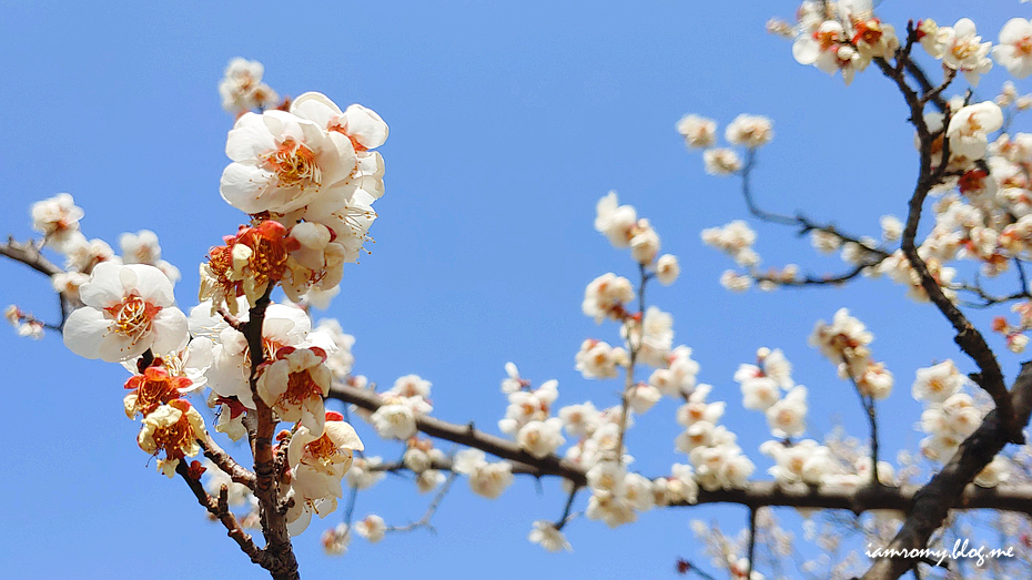 국내 여행지 추천, 주말 나들이 좋은 대전 한밭수목원 봄꽃 여행