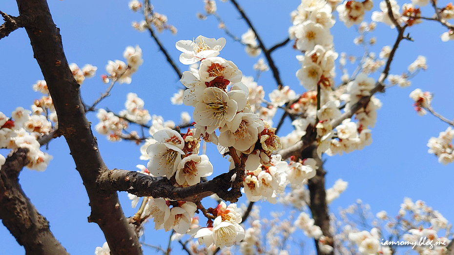 국내 여행지 추천, 주말 나들이 좋은 대전 한밭수목원 봄꽃 여행