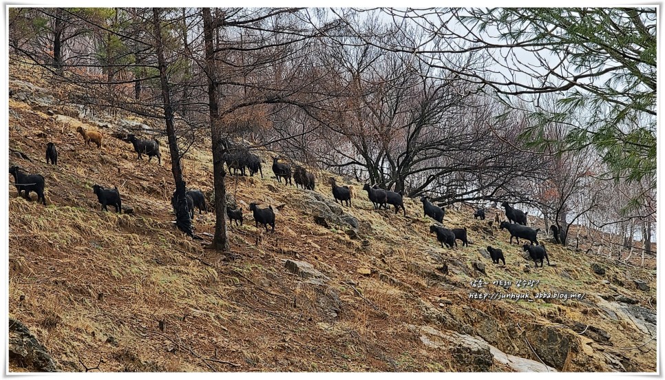 강원도 평창 캠핑장 감성 차박캠핑 산너미목장 산너미산장