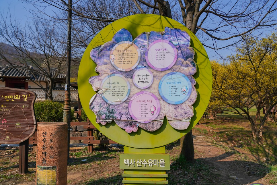 서울근교 봄꽃구경 경기도 이천 산수유마을 드라이브코스
