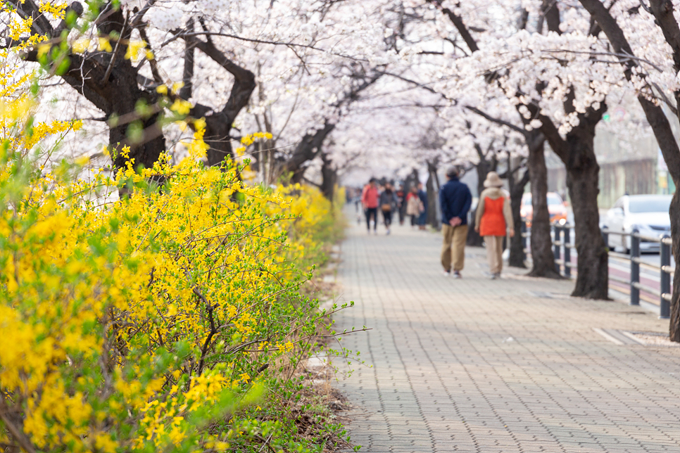서울 벚꽃 명소 여의도 윤중로 벚꽃축제 추첨제 관람과 개화시기