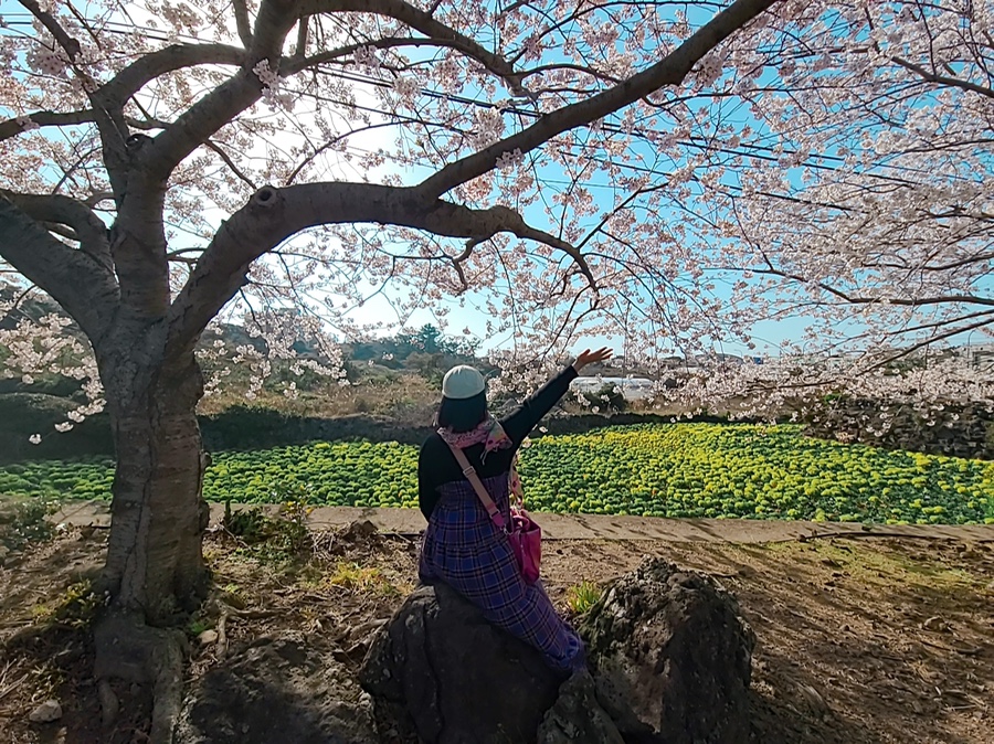 3월 제주도 날씨와 가시리 녹산로 유채밭 벚꽃 드라이브코스