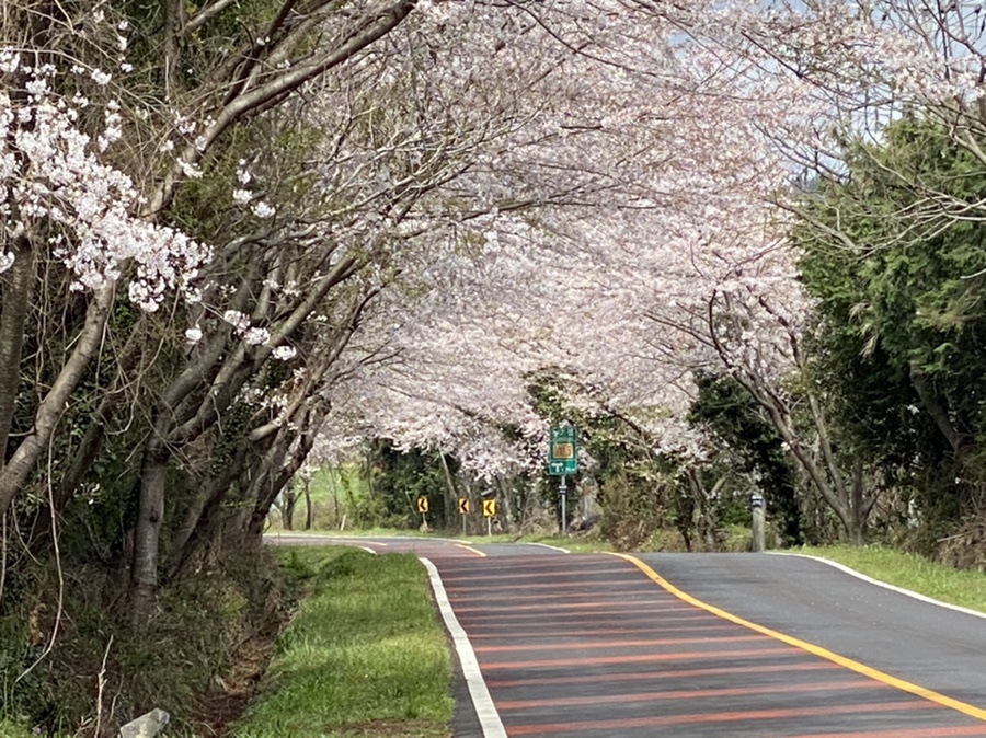 3월 제주도 날씨와 가시리 녹산로 유채밭 벚꽃 드라이브코스