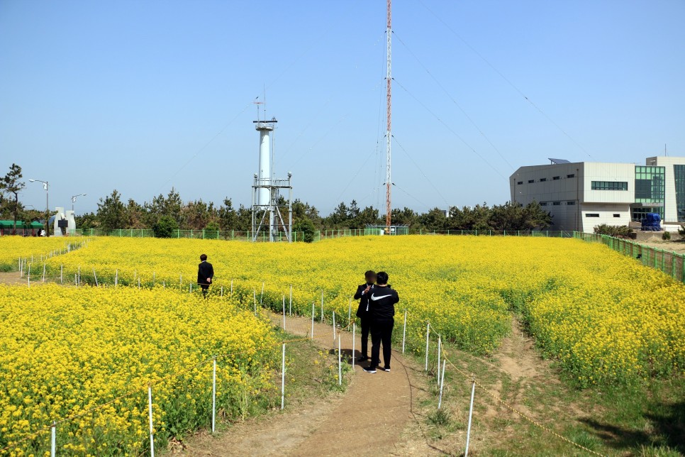 포항 가볼만한곳 호미곶 유채꽃 & 해맞이광장