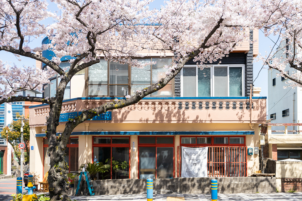 실시간 제주도 여행 벚꽃 명소 베스트 녹산로, 전농로, 삼성혈 날씨까지