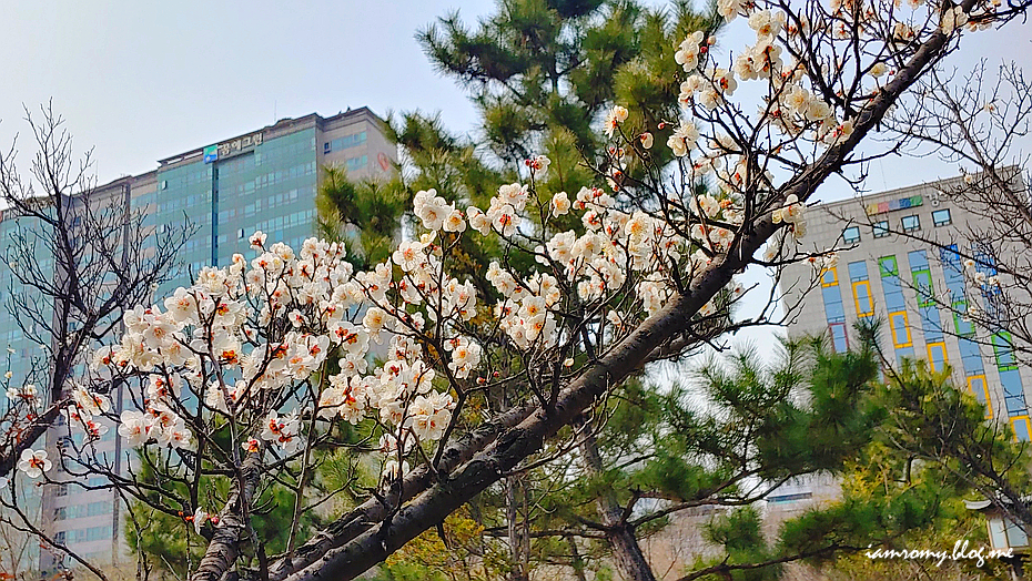 수원 가볼만한곳, 달의 연인 보보경심 려 촬영지 효원공원 월화원