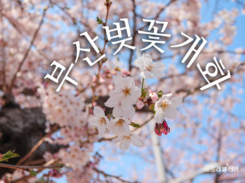 부산 벚꽃 명소 개화시기 실시간 상황