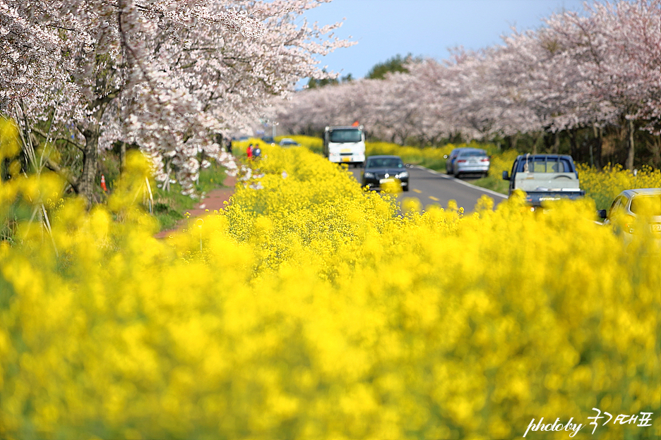 제주 녹산로 벚꽃 명소 가시리 유채꽃도로 최고!