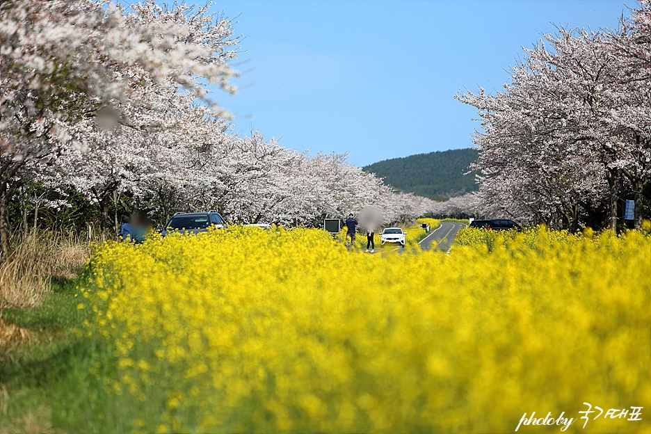 제주 녹산로 벚꽃 명소 가시리 유채꽃도로 최고!