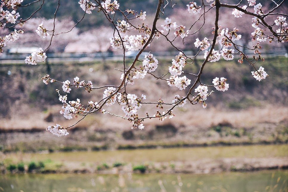 나주 여행 * 영산포 홍어거리, 유채꽃, 한수제, 파밀리에 벚꽃까지 봄에 가볼만한곳