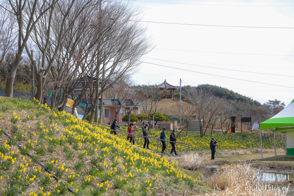 봄에 가볼만한곳 서산 유기방가옥 수선화 상황