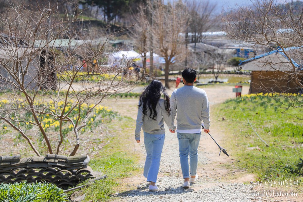 봄에 가볼만한곳 서산 유기방가옥 수선화 상황