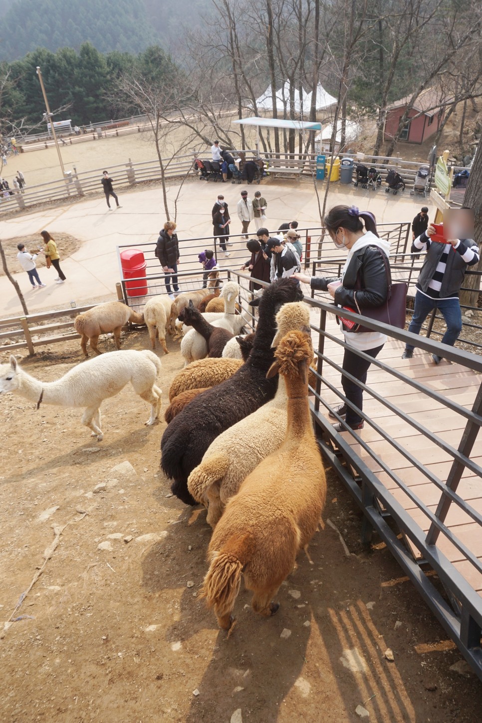 강원도 가볼만한곳 아이와 홍천 알파카월드 서울근교 당일치기 여행