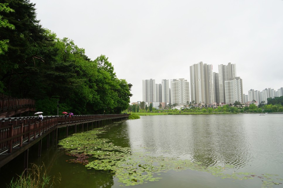 경기도 여행 수원 광교호수공원 산책로와 전망대 비오는날 드라이브