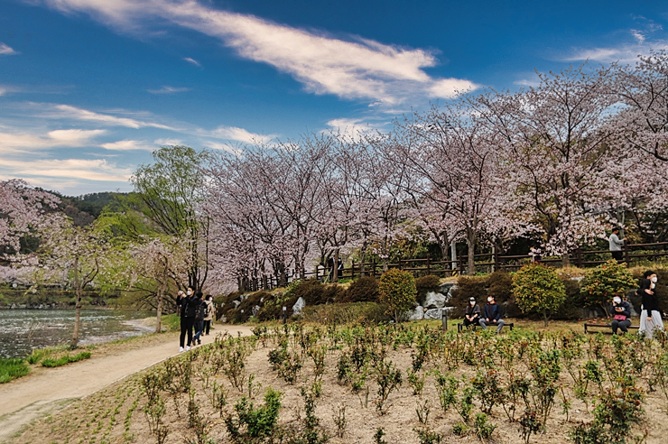 울산 벚꽃명소 선암호수공원 (2021년) 국내 봄 여행지 No.1