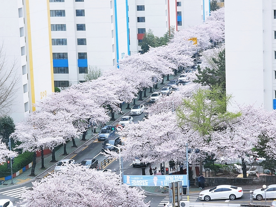 집에서 벚꽃 즐기기, 행복한 봄날의 한때 ♡♡♡