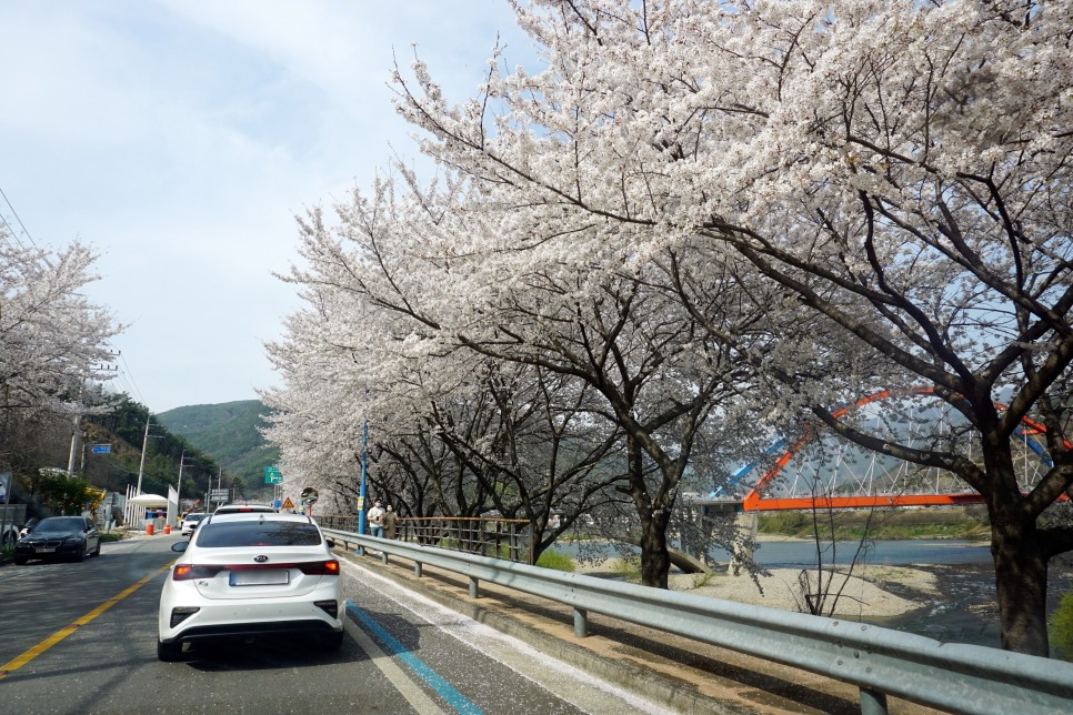 섬진강 벚꽃 드라이브 하동 십리벚꽃길부터 구례까지 루트