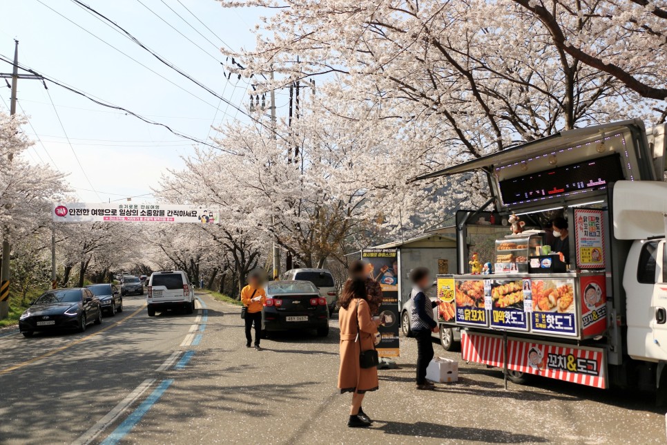 섬진강 벚꽃 드라이브 하동 십리벚꽃길부터 구례까지 루트