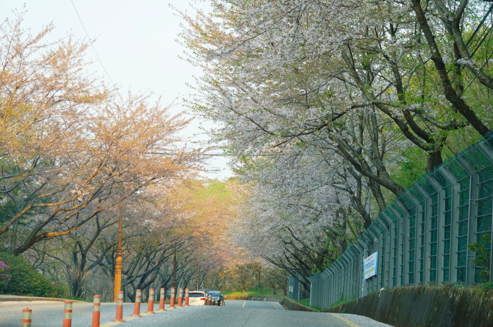 부산 가볼만한곳 벚꽃 명소 황령산 벚꽃길 봉수대 드라이브