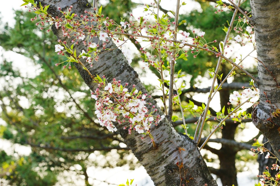 부산 가볼만한곳 벚꽃 명소 황령산 벚꽃길 봉수대 드라이브