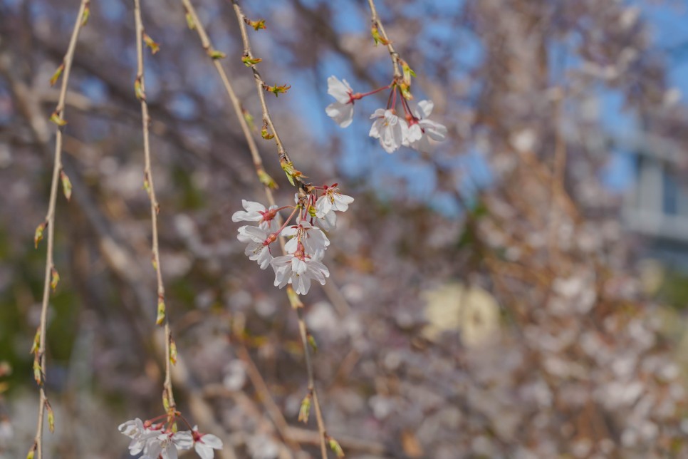 강릉 경포대 벚꽃 명소 경포호 올해도 드라이브스루로 즐겨요!